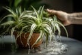 Cleaning indoor plant leaves with water. Generate ai