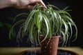 Cleaning indoor potted plant leaves. Generate ai