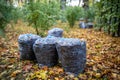 Cleaning leaves in autumn park in city. Dry leaves in plastic bags on ground pathway. Royalty Free Stock Photo