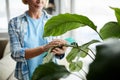 Cleaning leaves of houseplant Royalty Free Stock Photo