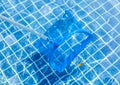 Cleaning and maintenance swimming pool by blue picker or skimmer Royalty Free Stock Photo