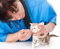 Cleaning nose kitten in a veterinary clinic. isolated