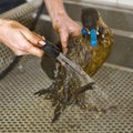 Cleaning an oil bird Royalty Free Stock Photo
