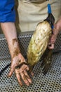 Cleaning an oil bird Royalty Free Stock Photo