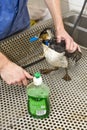 Cleaning an oil bird Royalty Free Stock Photo