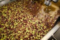 Cleaning olives with fresh water in olive oil mill