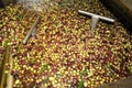 Cleaning olives with fresh water in olive oil mill