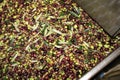 Cleaning olives with fresh water in olive oil mill