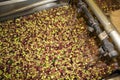 Cleaning olives with fresh water in olive oil mill