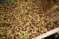 Cleaning olives with fresh water in olive oil mill