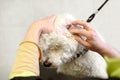 Cleaning dog ear at animal beauty salon Royalty Free Stock Photo