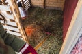 the cleaning of a rabbit cage