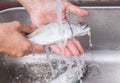 Cleaning Short Mackerel Fish