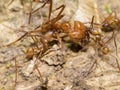 Cleaning station for leaf-cutter ants