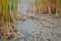 Cleaning of the swimming habitat of the pond. siltation and reduction of weed reeds. quality control flower cigar shape. in his ha Royalty Free Stock Photo