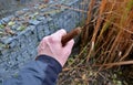 Cleaning of the swimming habitat of the pond. siltation and reduction of weed reeds. quality control flower cigar shape. in his ha Royalty Free Stock Photo