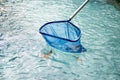 Cleaning swimming pool of fallen leaves with blue skimmer net Royalty Free Stock Photo