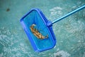 Cleaning swimming pool of fallen leaves with skimmer net tool Royalty Free Stock Photo