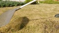 Cleaning up the grass with a rake. Aerating and scarifying the lawn