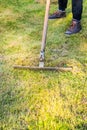 Cleaning up the grass with a rake. Aerating and scarifying the lawn in the garden Royalty Free Stock Photo