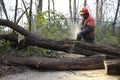 Cleaning up after a storm Royalty Free Stock Photo