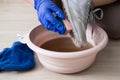 Cleaning and washing dirty shoes concept. Person`s hands in blue rubber latex gloves hold a washcloth and shoes on a basin of Royalty Free Stock Photo