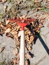 Cleaning yard from fallen leaves with leaf rake