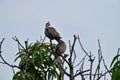 A pair spotted dove getting ready for preening