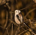 On a sunny autumn evening, a small songbird, a long-tailed tit, sits on the lower branch of a bush in a thicket of withered yellow