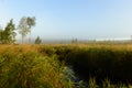 Clear autumn morning on a forest swamp over  in tall grass in a light misty haze Royalty Free Stock Photo