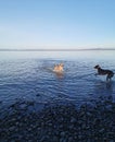 Clear beach dogs playing Royalty Free Stock Photo