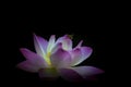 A clear pink white lotus flower in blossom Royalty Free Stock Photo