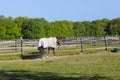 Horse with Sheet on in Paddock