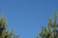 Clear blue sky against the background of branches of two young green pine trees Royalty Free Stock Photo