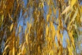 Clear blue sky and autumnal foliage of weeping willow in November