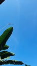 Clear blue sky and banana leaves