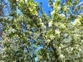Clear blue sky beneath view lush green springtime trees canopy nature background