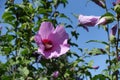 Clear blue sky and buds and pink crimsoneyed flower of Hibiscus syriacus Royalty Free Stock Photo