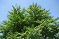 Clear blue sky and crown of Ailanthus altissima