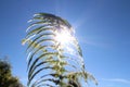 Clear Blue sky, fern leaf, sun light Royalty Free Stock Photo