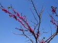 Clear blue sky, flowering tree. Royalty Free Stock Photo