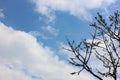 Clear Blue Sky with Fluffy White Clouds and Silhouetted Tree Branches Royalty Free Stock Photo