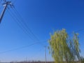 Under the deep blue sky. Wires crisscross and electric poles stand among them. On the right is a lush willow tree. Royalty Free Stock Photo