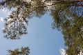 Clear blue sky framed by tall pine trees with lush green foliage Royalty Free Stock Photo