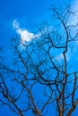 Clear Blue Sky Is Looking Beautiful Behind Dry Tree 3.