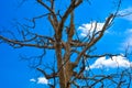 Clear Blue Sky Is Looking Beautiful Behind Dry Tree 2.