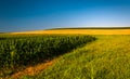 Clear blue sky over corn fields on a farm in Southern York Count Royalty Free Stock Photo