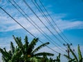 clear blue sky with power lines running across and banana leaves