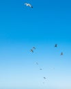 Clear Blue Sky And Silhouette Of Birds. Flying Seagulls And Pelicans