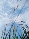 Clear blue sky in the summers with Grass strands